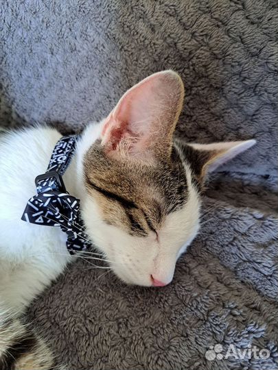 Передержка кошек