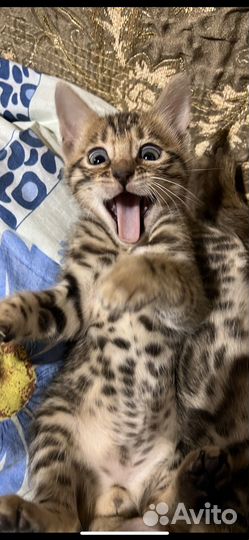 Бенгальская