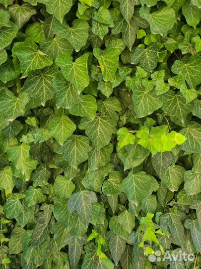 Плющ садовый