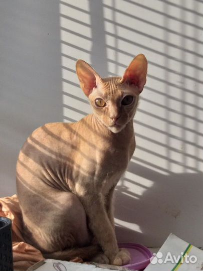 Кошечка Донской сфинкс ищет котика для вязки