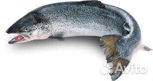 Упаковщик рыбы/Москва/Проживание +питание/2700