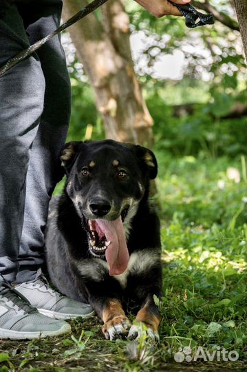 Красавец Бадди