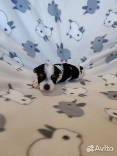 Щенки бивер йорка