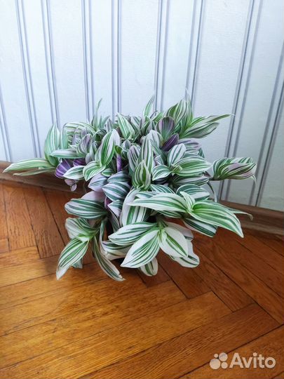 Традесканция нанук