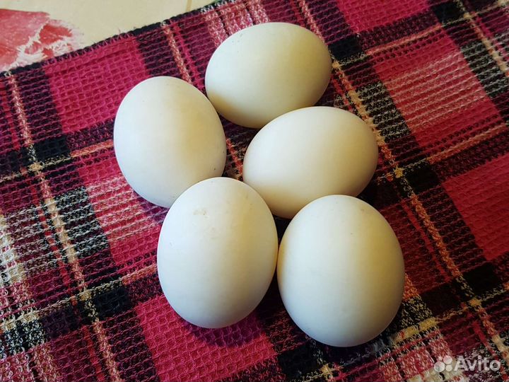 Яйцо домашнее