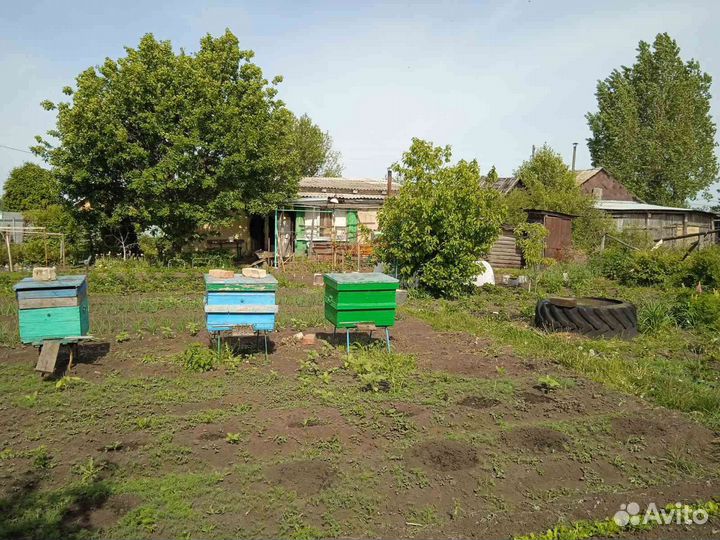 Пчелосемьи с ульями