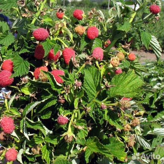 Малиновое дерево Сказка Таруса