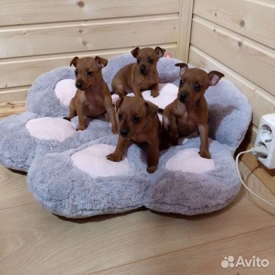 Цвергпинчеры - щенки