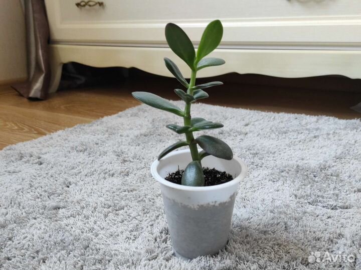 Красула толстянка