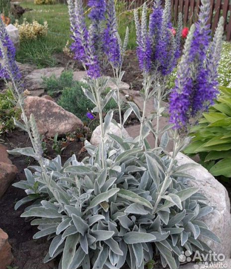 Многолетние цветы отростки