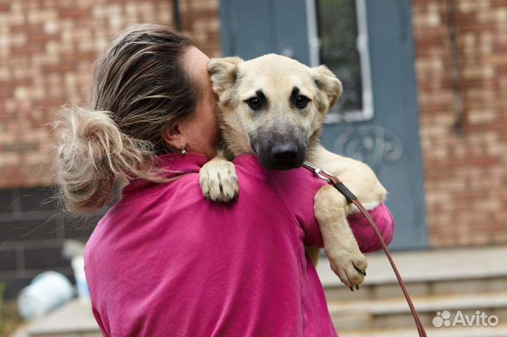 Метис вео в добрые руки