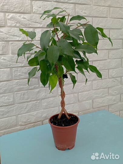 Фикус бенджамина