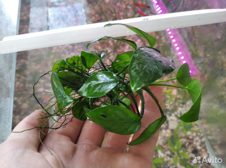 Аквариумные растения