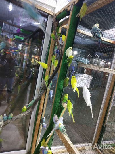 Волнистый попугай