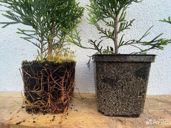 Туя Смарагд 15-25См