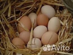 Домашние куриные яйца