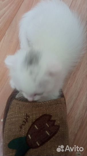 Котик в добрые руки от вислоухой кошки