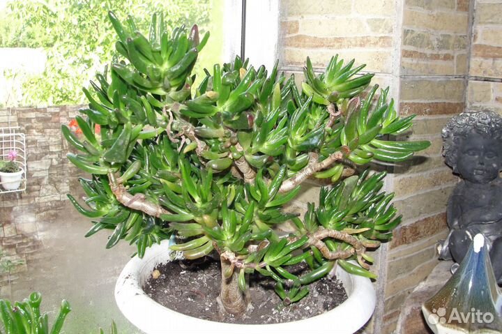 Красулла Хоббит,толстянка