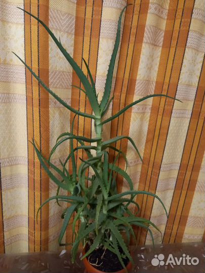 Алоэ лечебный