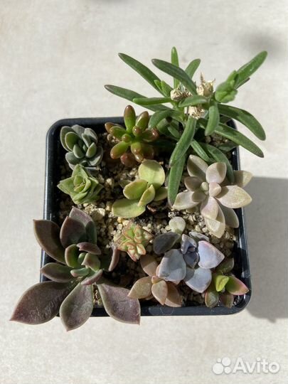 Суккуленты, мини садик из суккулентов