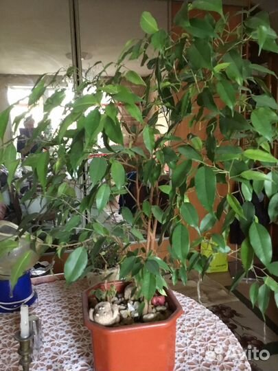 Бенджамина фикус
