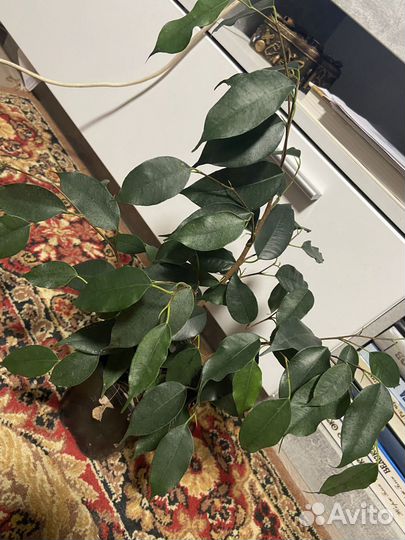 Замиокулькас Зензи,Филодендроны,цикас,герань