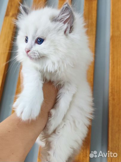 Рэгдолл девочка