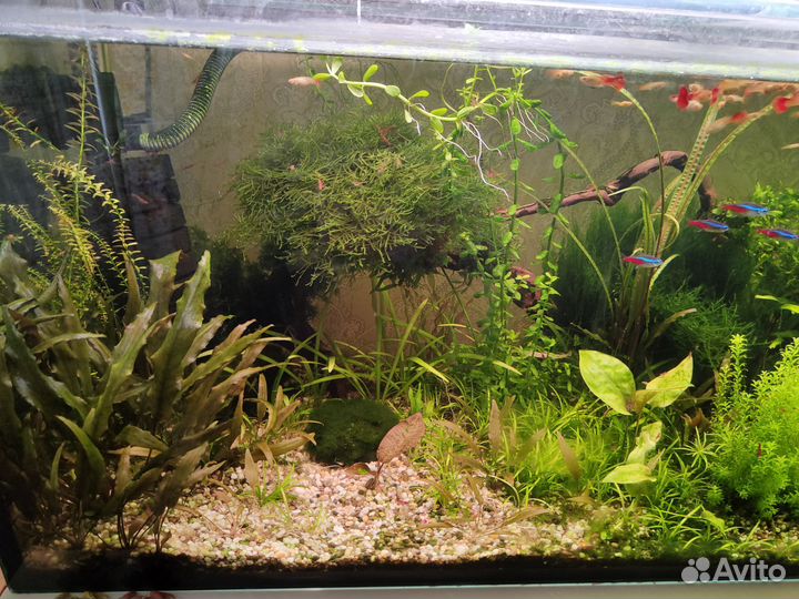 Аквариумные растения, рыбки