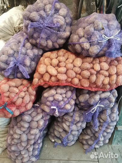 Картофель крупный