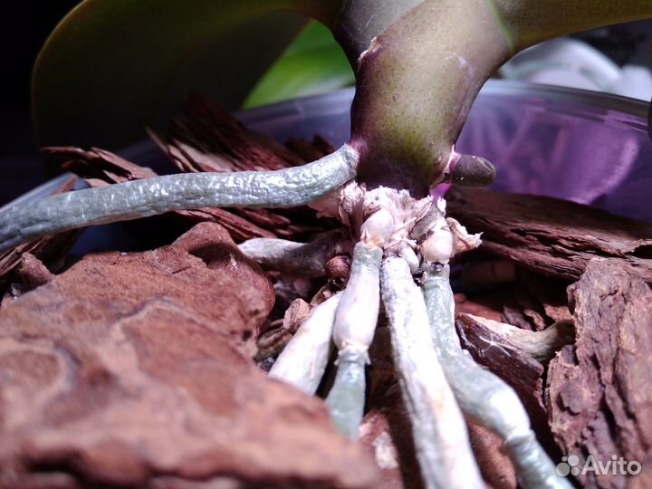 Орхидея фаленопсис Стюартиана (отцветашка)