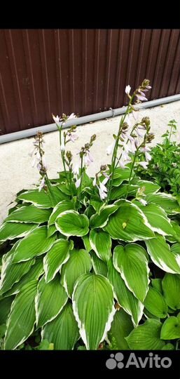 Многолетние