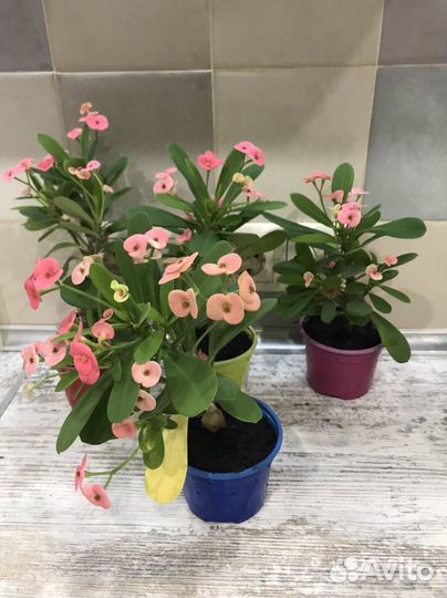 Молочай миля