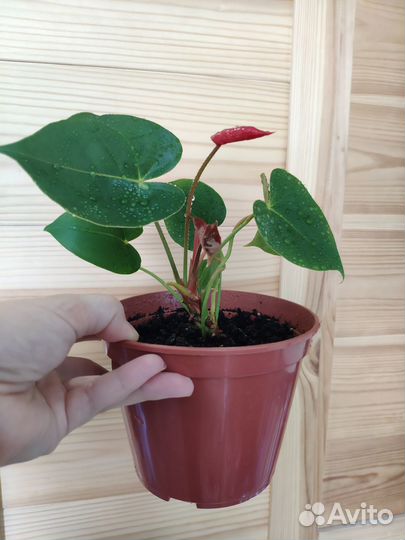 Комнатные растения Антуриум Спатифиллум