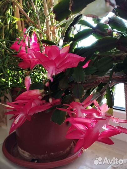 Декабрист цвет фуксия, Хатиора