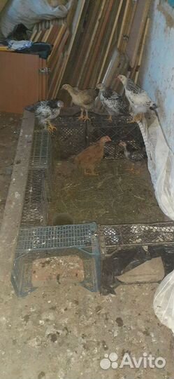 Куры цыплята