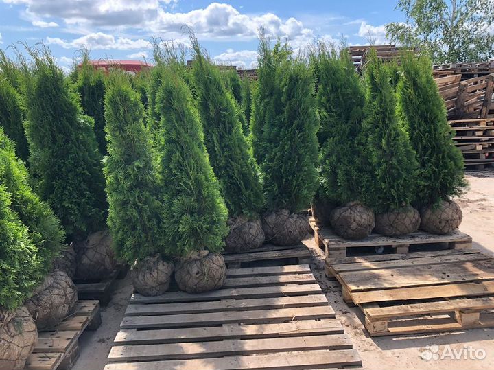 Туя Смарагд 1,3м опт