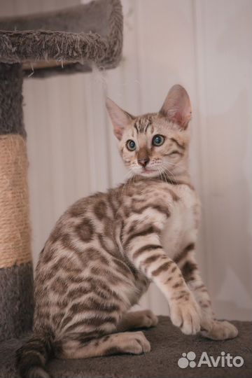 Бенгальские котик
