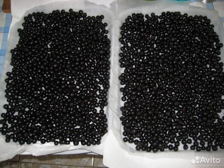 Черноплодная рябина ягода заморозка и свежая