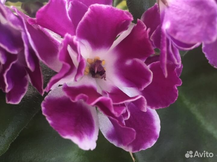 Фиалка сортовая