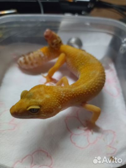 Передержка, Зоо курьер