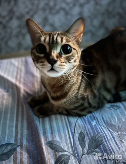 Бенгальская кошка 6 лет