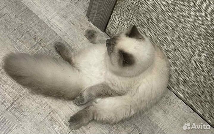 Ищем жениха