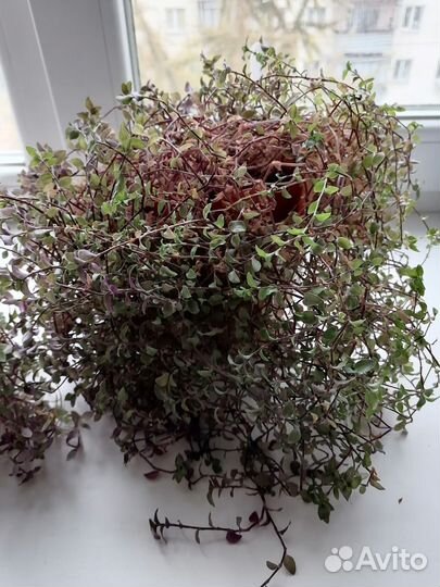 Комнатные растения