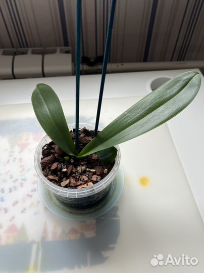 Орхидея фаленопсис