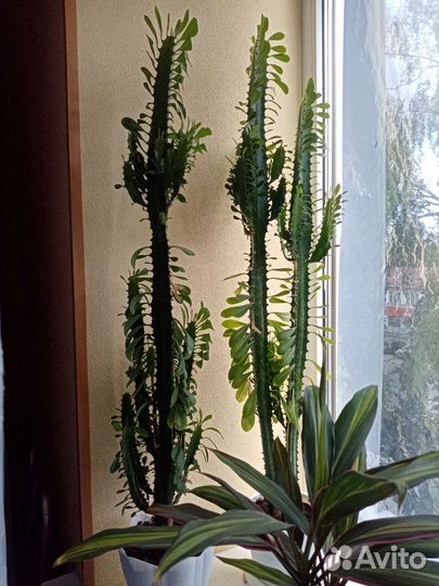 Молочай трехгранный