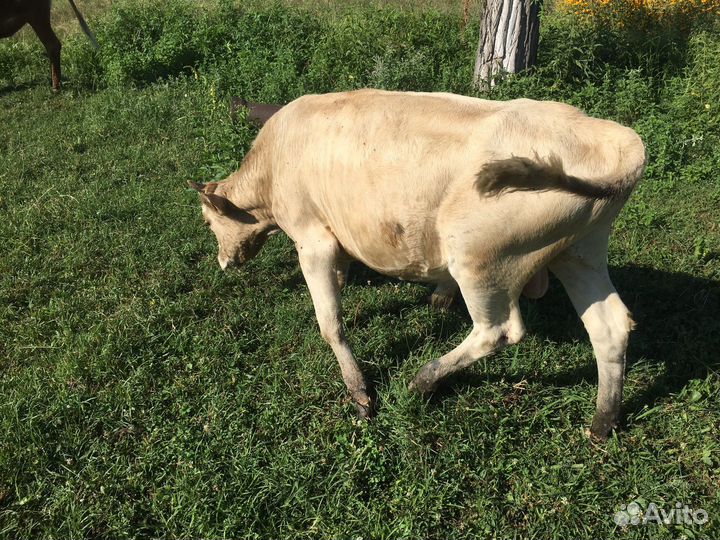 Продаю бычок