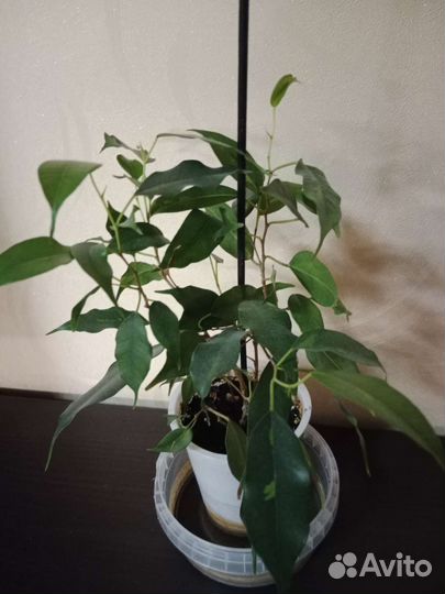 Монстера, папоротник нефролепис, фикусы