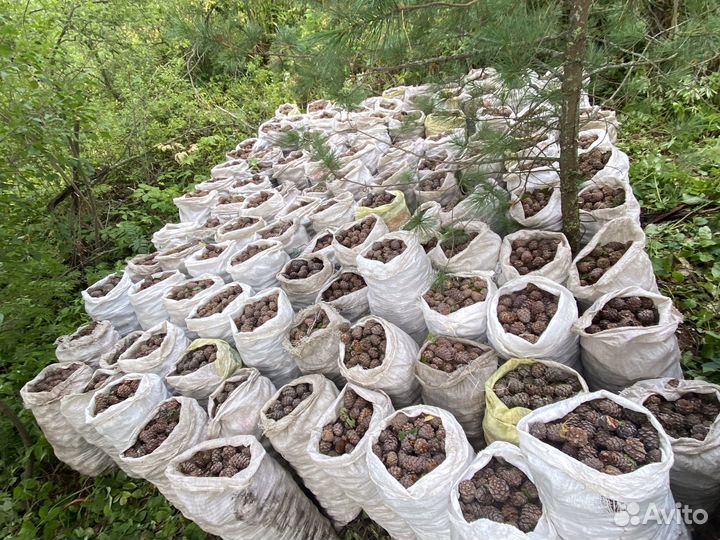 Кедровый орех