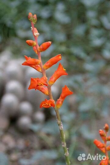 Диккия Черри кола