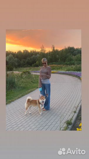 Шикарный мальчик Сиба-Ину ищет невесту